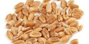 Wheat Seeds