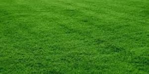 Lawn Grass