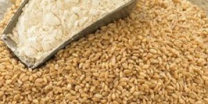 Wheat Seeds