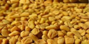 Fenugreek Seed