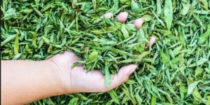 Sweet Stevia Dry Leaves