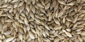 Barley Seeds