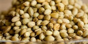 Coriander Seeds