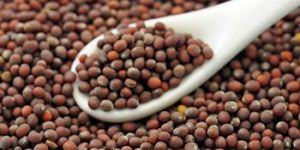 Mustard Seeds