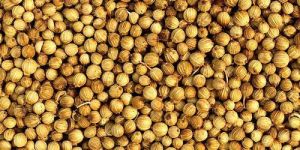 Coriander Seeds