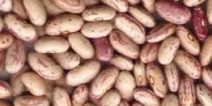 Kidney Beans