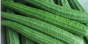 Fresh Ridge Gourd