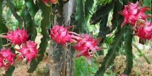Dragon Fruit Plant