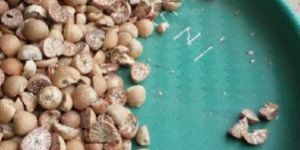 Betel Nut