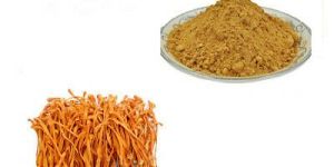 Pure Cordyceps Extract