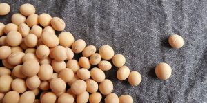 Soybeans Seeds