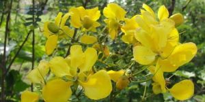 Senna Auriculata Flower