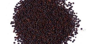 Mustard Seeds