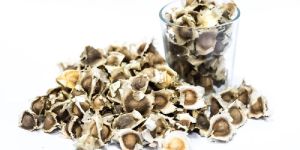 Moringa Seeds