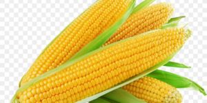 Yellow Maize