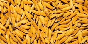 Dry Paddy Grain
