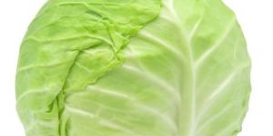Fresh Cabbage