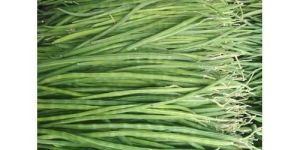 MORINGA DRUMSTICKS AND MORINGA PRODUCTS