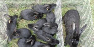 Rabbit Farming Services