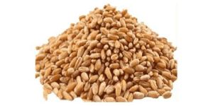 Organic Wheat Seeds