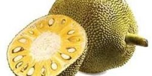 Fresh Jackfruit
