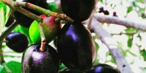 Jambolan Fruit