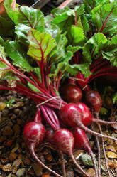 Organic Beetroot
