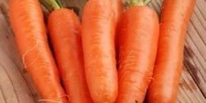 Organic Carrot