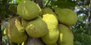 Organic Jackfruit