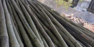 Moso Bamboo Poles