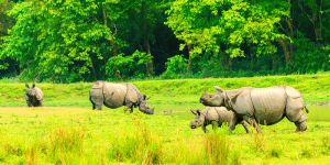 Guwahati to Kaziranga Taxi Service