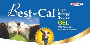 Best-Cal Gel Animal Feed Supplement