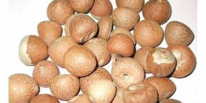 Areca Betel Nut