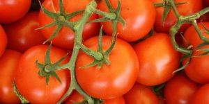 Organic Tomato