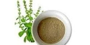 Tulsi Extract