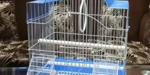 Bird Cages