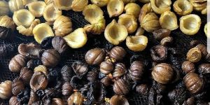 kudampuli / tamarind / brindleberry