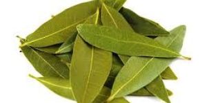 Bay Leaves