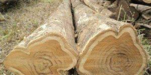Ghana Teak Wood Logs