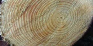 Southern Yellow Pine Wood Logs