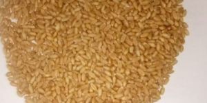 Sharbati Tukdi Wheat