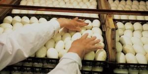 Hatching Duck Eggs
