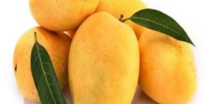 Fresh Alphonso Mango