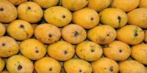 Fresh Chaunsa Mango