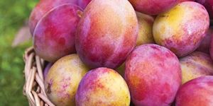 Fresh Plum