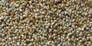 Pearl Millet Seeds