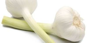 Fresh Organic Garlic