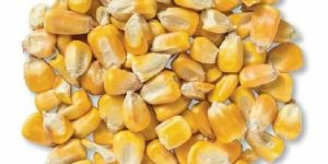 Organic Yellow Maize