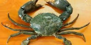 Mud Crab