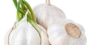 Fresh Garlic